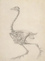 The Skeleton of a Fowl, from the series 